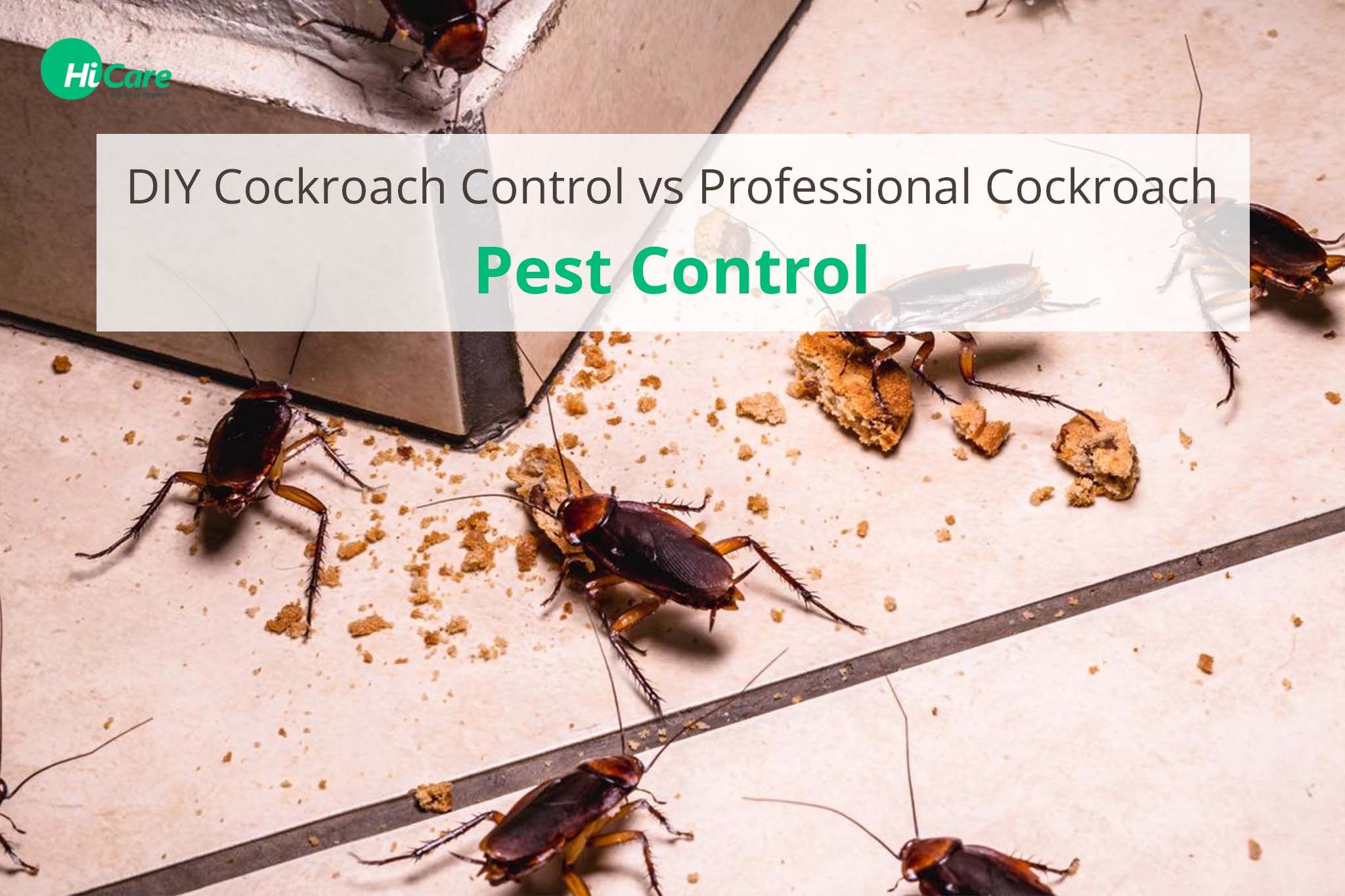 Top 10 Signs Your Home Has a Pest Infestation