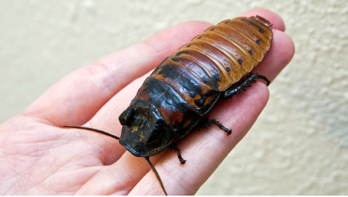 12 SURPRISING FACTS ABOUT COCKROACHES / COCKROJ YOU NEVER KNEW